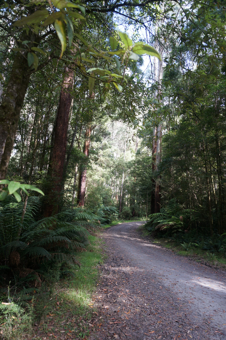 Typical forest road, Great Otway National Park.