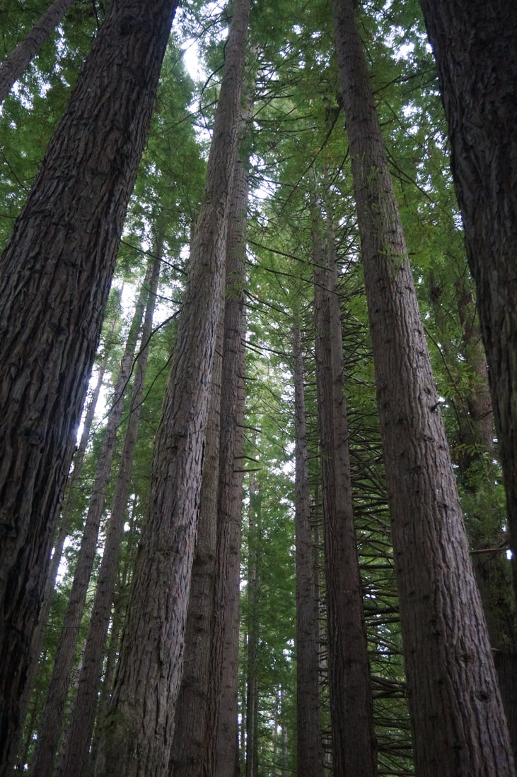 Sunday - More Dirt Roads - and Californian Redwoods!