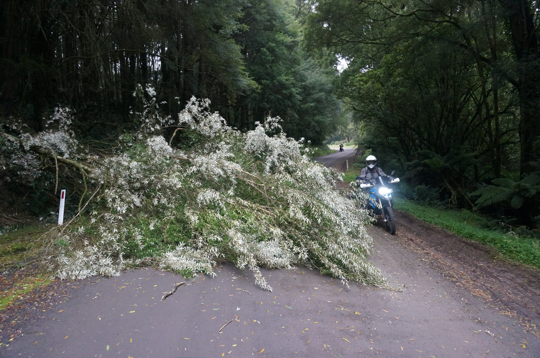 A small tree across the road. I stopped to take the photo, Greg turned back to check if I was ok!