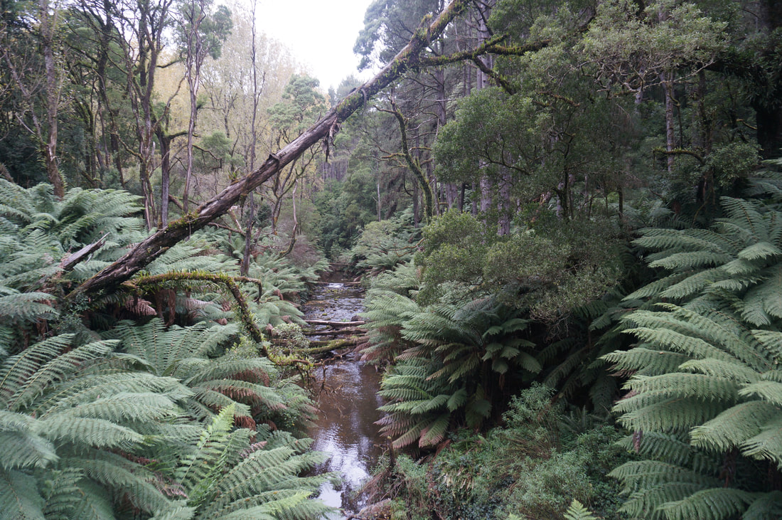 The river where the Redwoods are growing.